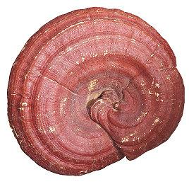 世嘉《审判之逝：湮灭的记忆》开场动画公开